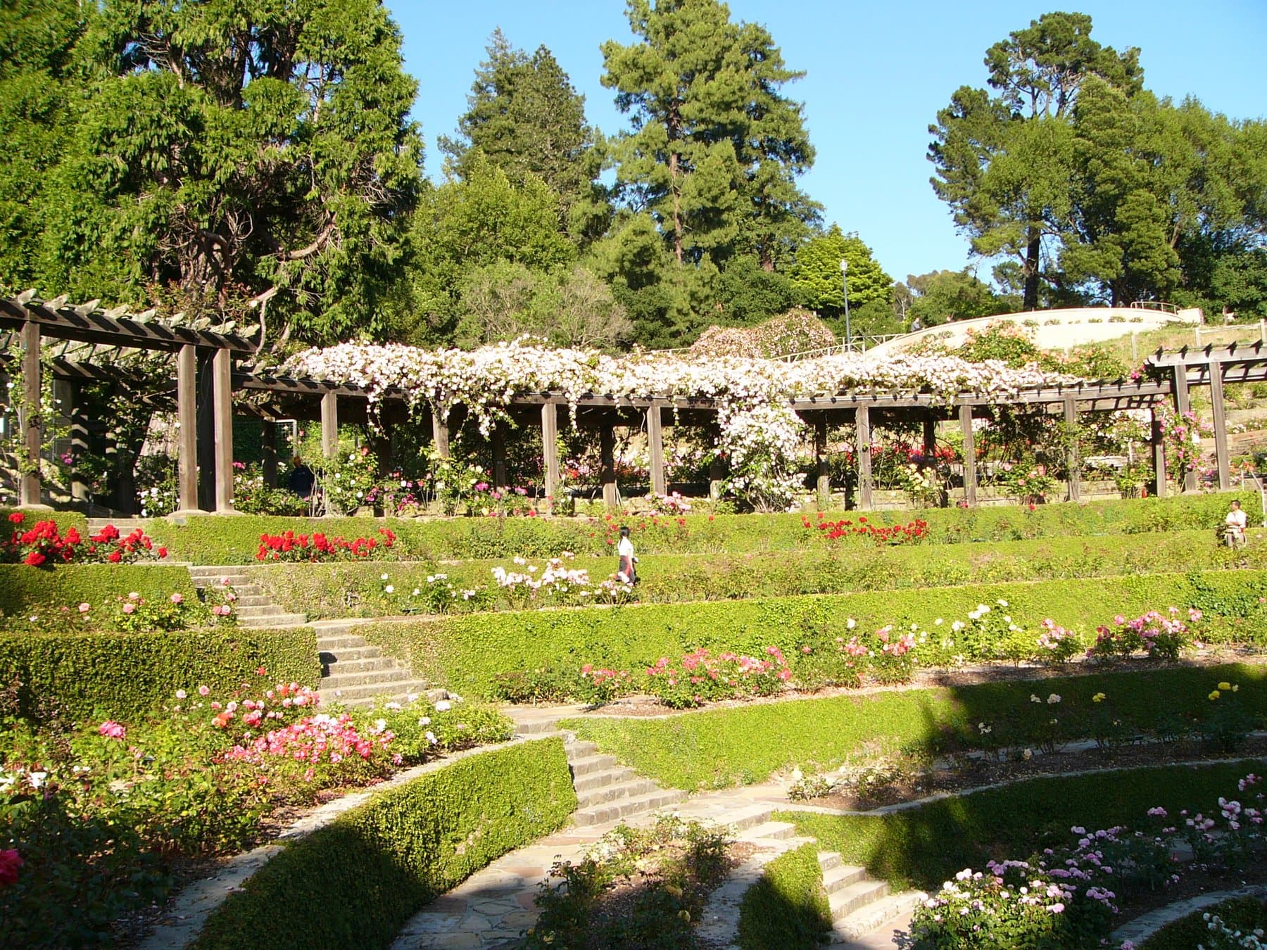 The pergola at the Berkeley Rose Garden, covered in climbing roses above the terraced beds