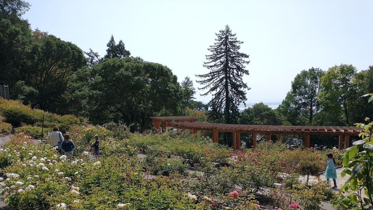 Rose Garden & Codornices Park